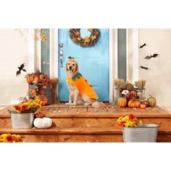 Frisco Pumpkin Dog & Cat Costume -PetPalace Picks 144446 PT3. AC SS1800 V1567175221