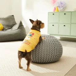 Frisco Llama-zing Birthday Dog & Cat T-Shirt -PetPalace Picks 191240 PT4. AC SS1800 V1582053521