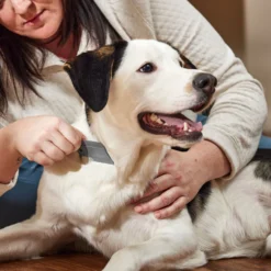 Frisco Flea Comb For Cats & Dogs -PetPalace Picks 206888 PT3. AC SS1800 V1680186156