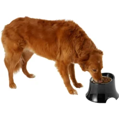Frisco Stainless Steel Bowl With Elevated Stand 12 Frisco Stainless Steel Bowl With Elevated Stand -PetPalace Picks 216020 PT6. AC SS1800 V1605653241