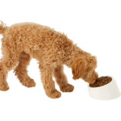 Frisco Slanted Stainless Steel Bowl 12 Frisco Slanted Stainless Steel Bowl -PetPalace Picks 216028 PT6. AC SS1800 V1605666119