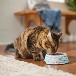 Frisco Colorful Fish Melamine Bowl -PetPalace Picks 216047 PT7. AC SS1800 V1633025238