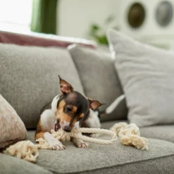 Frisco Double Knot Cotton Rope Fetch Dog Toy 5 Frisco Double Knot Cotton Rope Fetch Dog Toy -PetPalace Picks 242155 PT2. AC SS1800 V1605208728