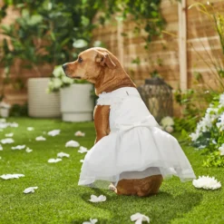 Frisco Formal Dog Wedding Dress -PetPalace Picks 248743 PT7. AC SS1800 V1614118361