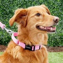 Frisco Solid Nylon Personalized Martingale Dog Collar -PetPalace Picks 249561 PT6. AC SS1800 V1628878316
