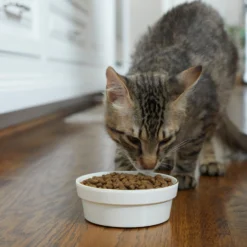 Frisco Gold Trim Melamine Dog & Cat Bowl 11 Frisco Gold Trim Melamine Dog & Cat Bowl -PetPalace Picks 253062 PT2. AC SS1800 V1616595766