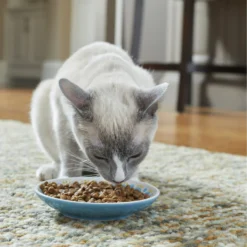 Frisco Kaleidoscope Pattern Non-skid Ceramic Cat Dish -PetPalace Picks 256092 PT2. AC SS1800 V1616167031