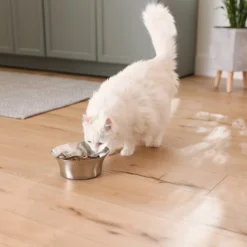 Frisco Flare Non-Skid Stainless Steel Dog & Cat Bowl -PetPalace Picks 257162 PT7. AC SS1800 V1615989167