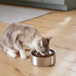 Frisco Insulated Non-Skid Flair Stainless Steel Dog & Cat Bowl 16 Frisco Insulated Non-Skid Flair Stainless Steel Dog & Cat Bowl -PetPalace Picks 261753 PT7. AC SS1800 V1623937560