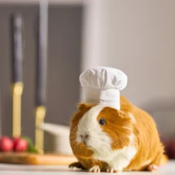 Frisco Chef Guinea Pig Costume Hat, One Size -PetPalace Picks 265887 PT8. AC SS1800 V1624307877