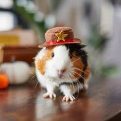 Frisco Cowboy Guinea Pig Costume Hat, One Size -PetPalace Picks 265889 PT8. AC SS1800 V1624454639