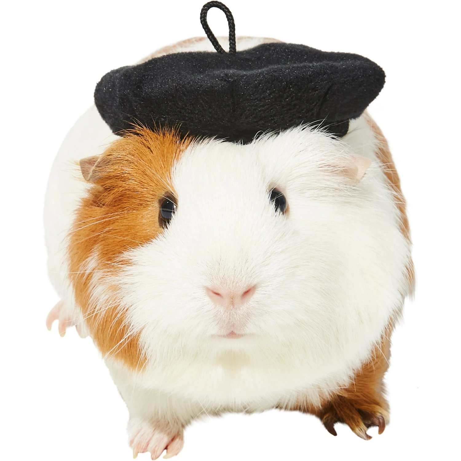 Frisco French Beret Guinea Pig Costume Hat, One Size 1 Frisco French Beret Guinea Pig Costume Hat, One Size