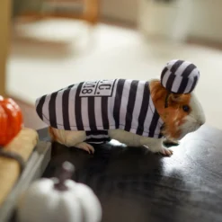 Frisco Prisoner Guinea Pig Costume, One Size -PetPalace Picks 265897 PT8. AC SS1800 V1624339171