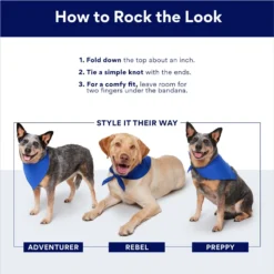 Frisco Cactus Personalized Dog & Cat Bandana 10 Frisco Cactus Personalized Dog & Cat Bandana -PetPalace Picks 267551 PT2. AC SS1800 V1696277990