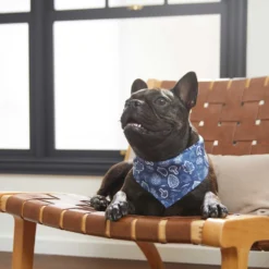 Frisco Fall Vibes Dog & Cat Bandana -PetPalace Picks 267913 PT5. AC SS1800 V1637722289