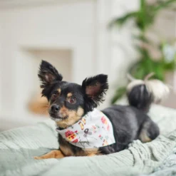 Frisco Wintry Vibes Dog & Cat Bandana 13 Frisco Wintry Vibes Dog & Cat Bandana -PetPalace Picks 267916 PT5. AC SS1800 V1637707673