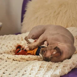 Frisco Halloween Good Bear, Bad Bear Reversible Plush Cat Toy With Catnip -PetPalace Picks 270299 PT3. AC SS1800 V1624817131