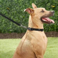 Frisco Solid Nylon Personalized Dog Leash 9 Frisco Solid Nylon Personalized Dog Leash -PetPalace Picks 270716 PT6. AC SS1800 V1628029678