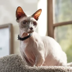 Frisco Nylon Personalized Breakaway Cat Collar With Bell -PetPalace Picks 270731 PT6. AC SS1800 V1629992558