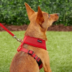 Frisco Small & Medium Breed Soft Mesh Personalized Back Clip Dog Harness -PetPalace Picks 271252 PT6. AC SS1800 V1618938436