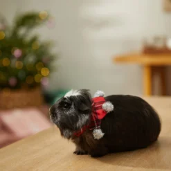 Frisco Red Plaid Guinea Pig Ruffle Collar With Pom Poms -PetPalace Picks 276180 PT8. AC SS1800 V1631302812