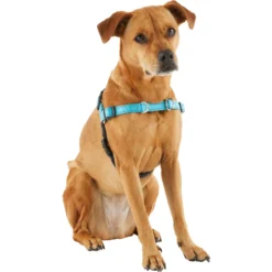 Frisco Padded Reflective No Pull Harness -PetPalace Picks 277892 PT3. AC SS1800 V1629758833