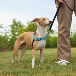 Frisco Padded Reflective No Pull Harness -PetPalace Picks 277892 PT4. AC SS1800 V1629816716