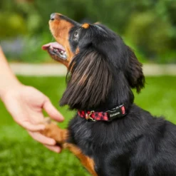 Frisco Buffalo Check Polyester Personalized Dog Collar -PetPalace Picks 280763 PT4. AC SS1800 V1621277566