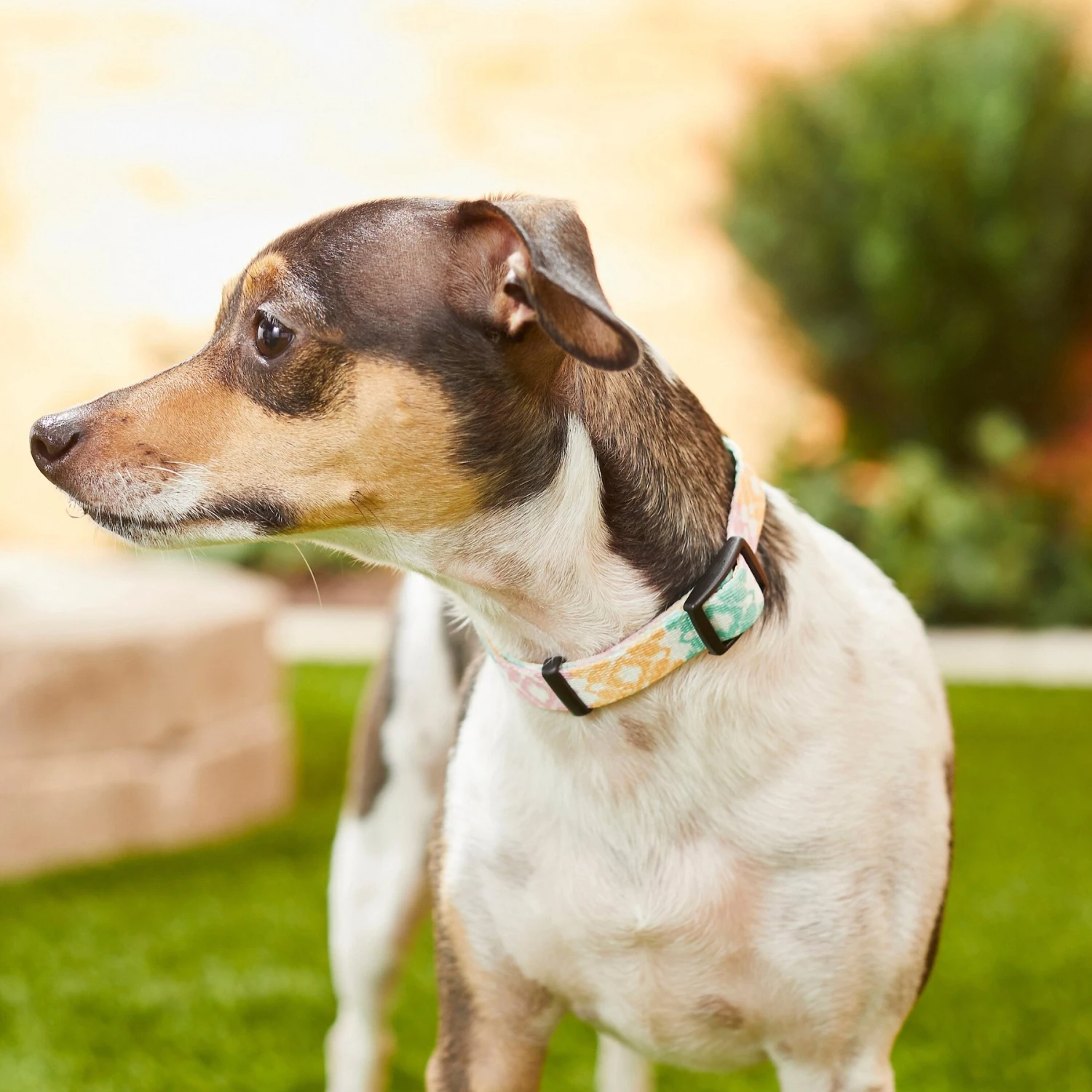 Frisco Pastel Tie Dye Polyester Personalized Dog Collar 5 Frisco Pastel Tie Dye Polyester Personalized Dog Collar - Image 5