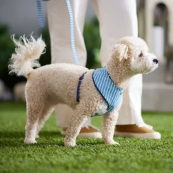 Frisco Fashion Over-The-Head Harness, Striped 9 Frisco Fashion Over-The-Head Harness, Striped -PetPalace Picks 287479 PT8. AC SS1800 V1632315513