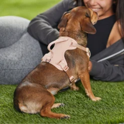 Frisco Comfort Padded Dog Harness -PetPalace Picks 291539 PT8. AC SS1800 V1650490890