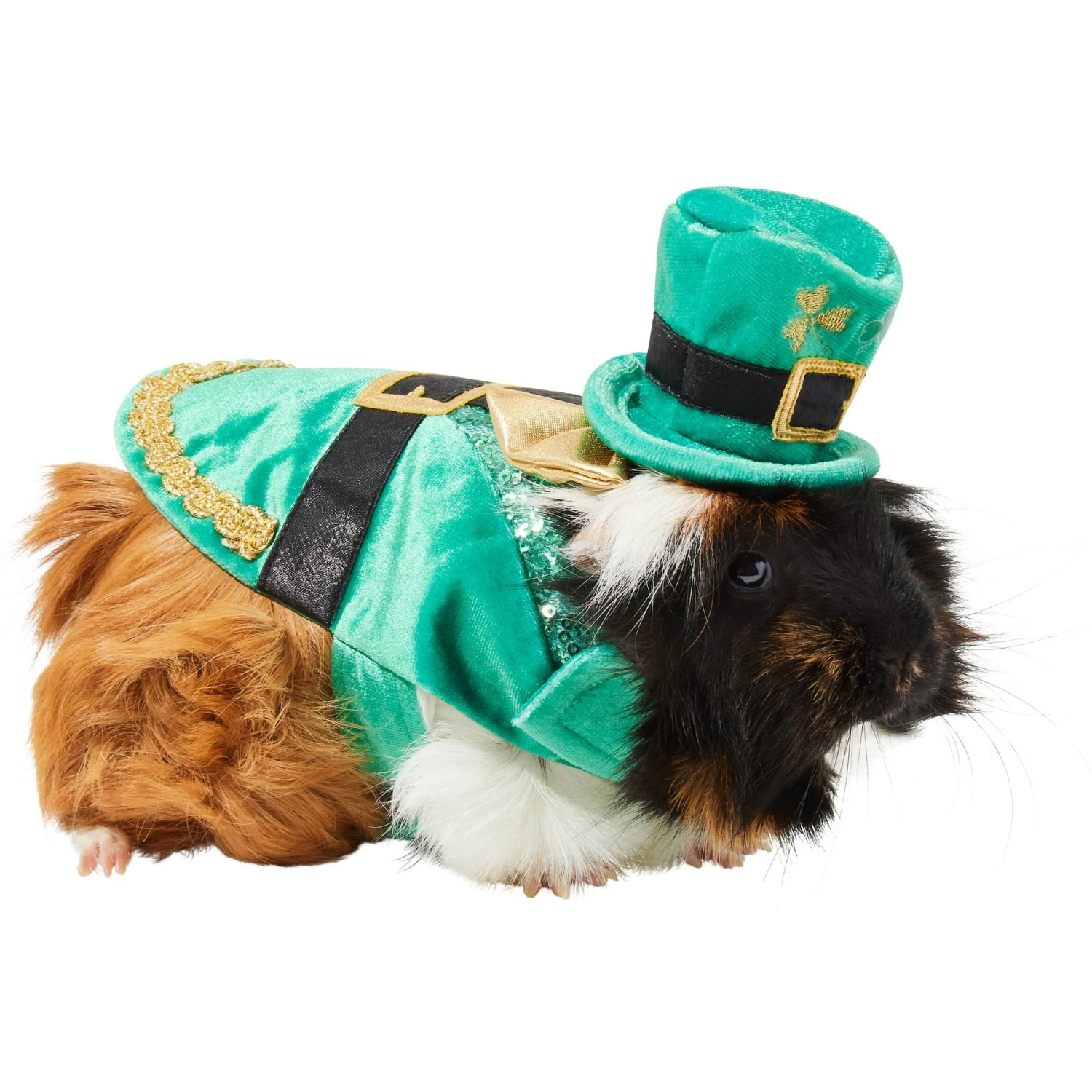 Frisco Guinea Pig St. Patrick's Day Costume 1 Frisco Guinea Pig St. Patrick's Day Costume