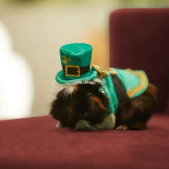 Frisco Guinea Pig St. Patrick's Day Costume 9 Frisco Guinea Pig St. Patrick's Day Costume -PetPalace Picks 292196 PT8. AC SS1800 V1639597343