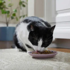 Frisco Paris Non-skid Ceramic Cat Dish & Frisco Paris Non-skid Ceramic Cat Dish 13 Frisco Paris Non-skid Ceramic Cat Dish & Frisco Paris Non-skid Ceramic Cat Dish -PetPalace Picks 302490 PT4. AC SS1800 V1623074555