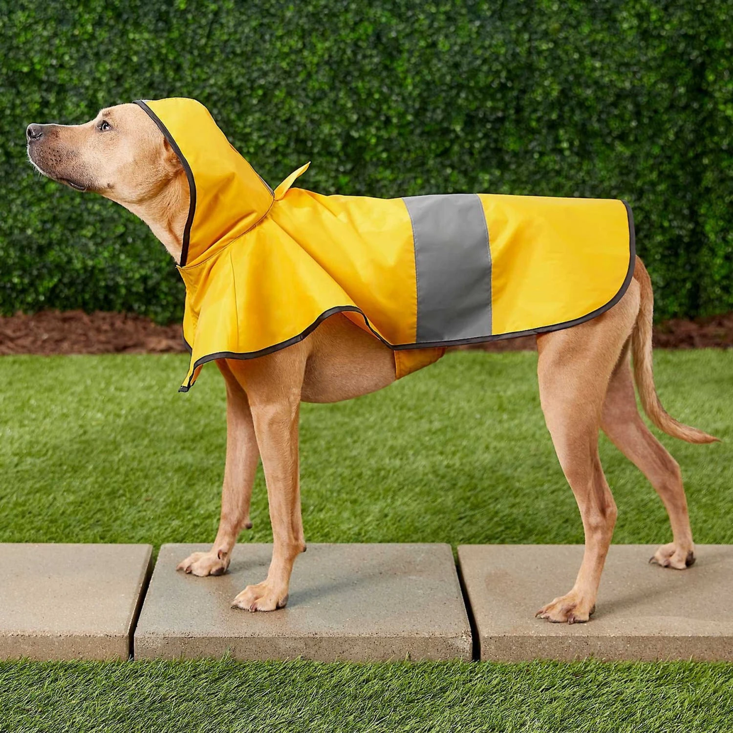 Frisco Lightweight Rainy Days Dog Raincoat & Frisco Lightweight Clear Vinyl Dog Raincoat 5 Frisco Lightweight Rainy Days Dog Raincoat & Frisco Lightweight Clear Vinyl Dog Raincoat - Image 5