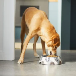 Frisco Animal Design Stainless Steel Dog & Cat Bowl 10 Frisco Animal Design Stainless Steel Dog & Cat Bowl -PetPalace Picks 311960 PT2. AC SS1800 V1642542990