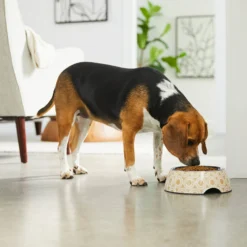 Frisco Circle Design Stainless Steel Dog & Cat Bowl 9 Frisco Circle Design Stainless Steel Dog & Cat Bowl -PetPalace Picks 311969 PT2. AC SS1800 V1642542858