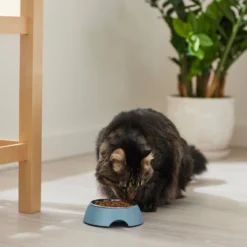 Frisco Coral Design Stainless Steel Dog & Cat Bowl -PetPalace Picks 311972 PT3. AC SS1800 V1642542435