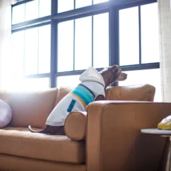 Frisco Striped Dog & Cat Hoodie -PetPalace Picks 312265 PT8. AC SS1800 V1644884817