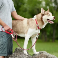 Frisco Outdoor Comfort Print Nylon Padded Dog Collar & Frisco Outdoor Ultra Reflective Rope Leash With Padded Handle -PetPalace Picks 319066 PT8. AC SS1800 V1631141510