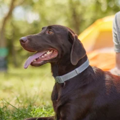 Frisco Outdoor Ultra Reflective Nylon Dog Collar & Frisco Outdoor Ultra Reflective Rope Leash With Padded Handle -PetPalace Picks 319102 PT4. AC SS1800 V1631157394