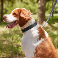 Frisco Outdoor Heathered Nylon Collar & Frisco Outdoor Heathered Nylon Leash -PetPalace Picks 319124 PT4. AC SS1800 V1631153486