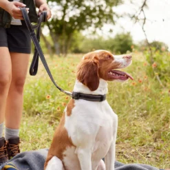 Frisco Outdoor Premium Ripstop Nylon Dog Harness With Pocket & Frisco Outdoor Nylon Reflective Comfort Padded Dog Leash -PetPalace Picks 319306 PT8. AC SS1800 V1631161603