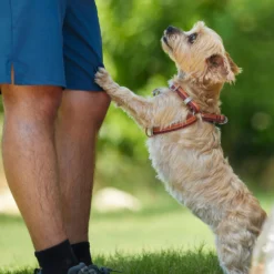 Frisco Outdoor Two Toned Waterproof Stink Proof PVC Dog Leash & Frisco Outdoor Two Tone Waterproof Stinkproof PVC Dog Harness -PetPalace Picks 319448 PT8. AC SS1800 V1631145975