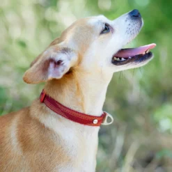 Frisco Outdoor Woven Jacquard Nylon Dog Collar & Frisco Outdoor Waterproof Stinkproof PVC Rope Leash -PetPalace Picks 319466 PT4. AC SS1800 V1631148691