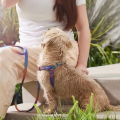 Frisco Purple Ombre Style Dog Harness -PetPalace Picks 324526 PT4. AC SS1800 V1642518470