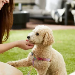 Frisco Pink Ombre Style Dog Harness -PetPalace Picks 324537 PT4. AC SS1800 V1642518514