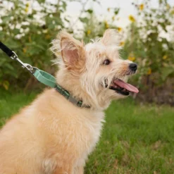 Frisco Outdoor Running Martingale Dog Collar 8 Frisco Outdoor Running Martingale Dog Collar -PetPalace Picks 331413 PT3. AC SS1800 V1662644747