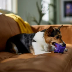 Frisco Halloween Vampire Latex Squeaky Dog Toy -PetPalace Picks 344166 PT3. AC SS1800 V1657657049