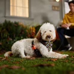 Frisco Halloween Over-The-Head Reflective Bat Wing Vest Harness 12 Frisco Halloween Over-The-Head Reflective Bat Wing Vest Harness -PetPalace Picks 347515 PT7. AC SS1800 V1657657091